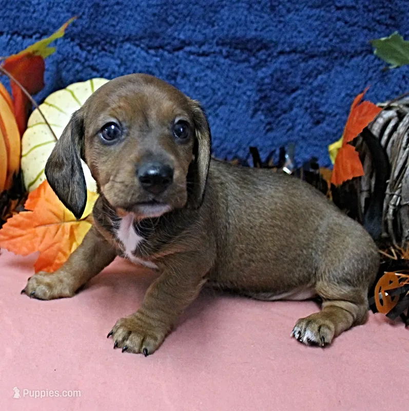 AKC Robin's Red Male Puppy 4 – Miniature Dachshund puppy for sale in Mount Olive, NC