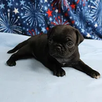 AKC Candy's Black Female Puppy 1, a female Pug for sale in Mount Olive, NC – 8 of 9