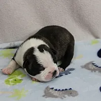 AKC Puddin's Black & White Brindle Male 2, a male Boston Terrier for sale in Mount Olive, NC – 8 of 10