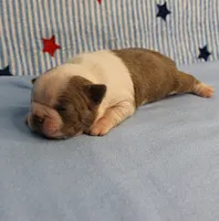 AKC Zoe's Seal & White Male Puppy 1, a male Boston Terrier for sale in Mount Olive, NC – 9 of 9