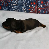 AKC Sallie's Black & Tan, Long Coat Female Puppy 1, a female Miniature Dachshund for sale in Mount Olive, NC – 8 of 10