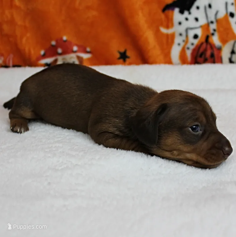 AKC Robin's Red Female Puppy 1 – Miniature Dachshund puppy on hold in Mount Olive, NC