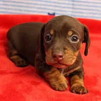 AKC Heidi's Chocolate & Tan Female Puppy 2, a female Miniature Dachshund for sale in Mount Olive, NC – 7 of 10