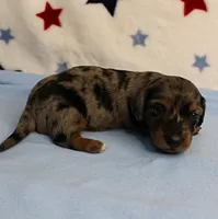 AKC Sallie's Black & Silver Dapple, Long Coat Male Puppy 3, a male Miniature Dachshund for sale in Mount Olive, NC – 9 of 10