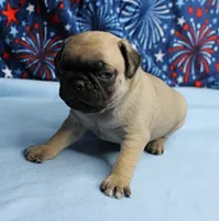 AKC Candy's Fawn Male Puppy 3, a male Pug for sale in Mount Olive, NC – 8 of 10