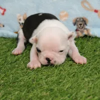AKC Polly's White Face Female Puppy 3, a female Boston Terrier for sale in Mount Olive, NC – 3 of 10