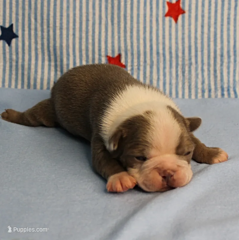 AKC Zoe's Seal & White Male Puppy 2 – Boston Terrier puppy for sale in Mount Olive, NC