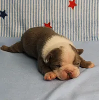AKC Zoe's Seal & White Male Puppy 2, a male Boston Terrier for sale in Mount Olive, NC – 1 of 10