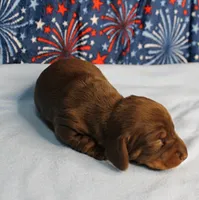 AKC Heidi's Chocolate & Tan Male Puppy 3, a male Miniature Dachshund for sale in Mount Olive, NC – 4 of 10