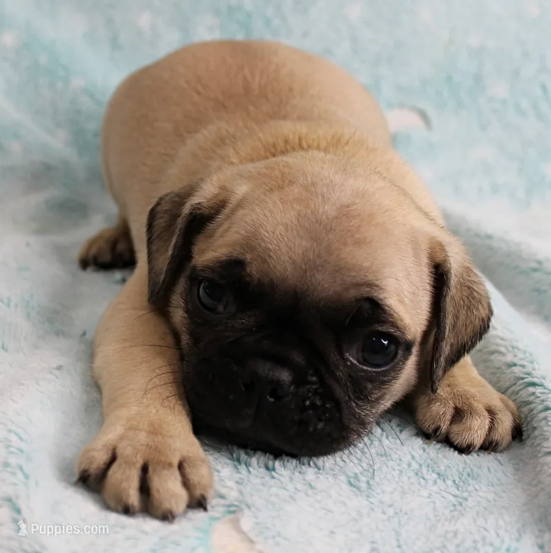 AKC Candy's Fawn Male Puppy 6 – Pug puppy for sale in Mount Olive, NC