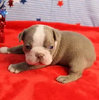 AKC Zoe's Blue & White Male Puppy 2, a male Boston Terrier for sale in Mount Olive, NC – 5 of 10