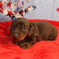 AKC Heidi's Chocolate & Tan Male Puppy 3, a male Miniature Dachshund for sale in Mount Olive, NC – 5 of 9