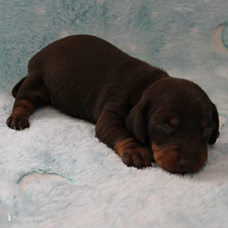 AKC Robin's Chocolate & Tan Male Puppy 5 – Miniature Dachshund puppy for sale in Mount Olive, NC