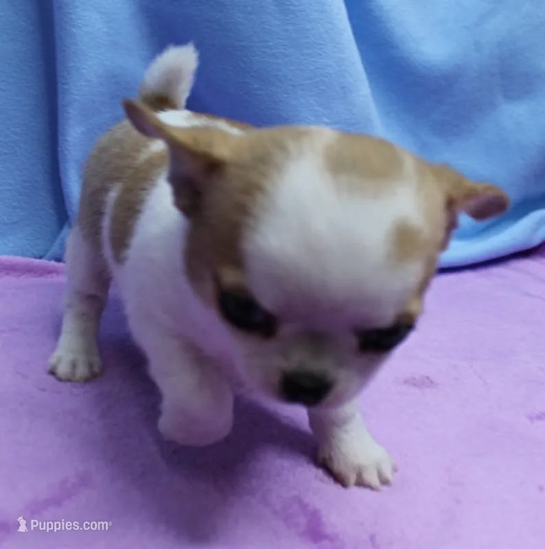 Angel's Fawn Sable on White/Party Male Puppy 1 – Chihuahua puppy for sale in Mount Olive, NC