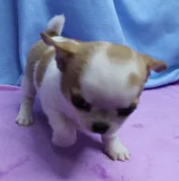 Angel's Fawn Sable on White/Party Male Puppy 1, a male Chihuahua for sale in Mount Olive, NC – 1 of 10