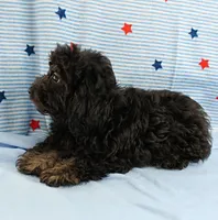 Twinkle's Black Male Puppy 5, a male Cockapoo for sale in Mount Olive, NC – 6 of 9