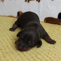 AKC Robin's Chocolate & Tan Male Puppy 5, a male Miniature Dachshund for sale in Mount Olive, NC – 7 of 10