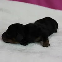 AKC Harleys Black & Tan Female Puppy 2, a female Miniature Dachshund for sale in Mount Olive, NC – 9 of 10