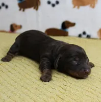 AKC Robin's Chocolate Female Puppy 2, a female Miniature Dachshund for sale in Mount Olive, NC – 7 of 10