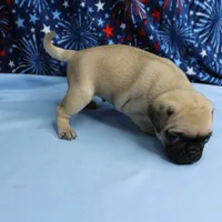 AKC Candy's Fawn Male Puppy 5, a male Pug for sale in Mount Olive, NC – 10 of 10