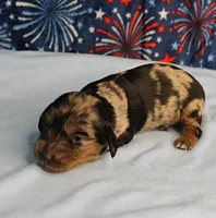 AKC Sallie's Black & Silver Dapple, Long Coat Male Puppy 4, a male Miniature Dachshund for sale in Mount Olive, NC – 2 of 10