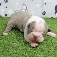 AKC Willow's Lilac & White Male Puppy 3, a male Boston Terrier for sale in Mount Olive, NC – 5 of 10