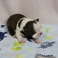 AKC Puddin's Chocolate & White Male Puppy 4, a male Boston Terrier for sale in Mount Olive, NC – 9 of 10