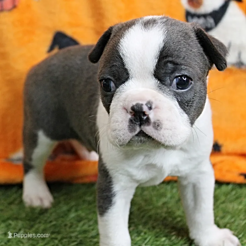 AKC Bubble's Blue & White Male Puppy 3 – Boston Terrier puppy for sale in Mount Olive, NC