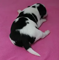 Chelsea's Black, White & Tan Party Female Puppy 1, a female Chihuahua for sale in Mount Olive, NC – 5 of 9