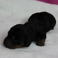 AKC Harleys Black & Tan Female Puppy 2, a female Miniature Dachshund for sale in Mount Olive, NC – 8 of 10