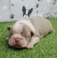 AKC Willow's Lilac & White Female Puppy 2, a female Boston Terrier for sale in Mount Olive, NC – 7 of 7