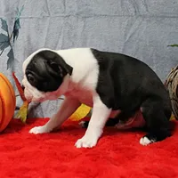 AKC Lula's Black & White Male Puppy 1, a male Boston Terrier for sale in Mount Olive, NC – 4 of 7
