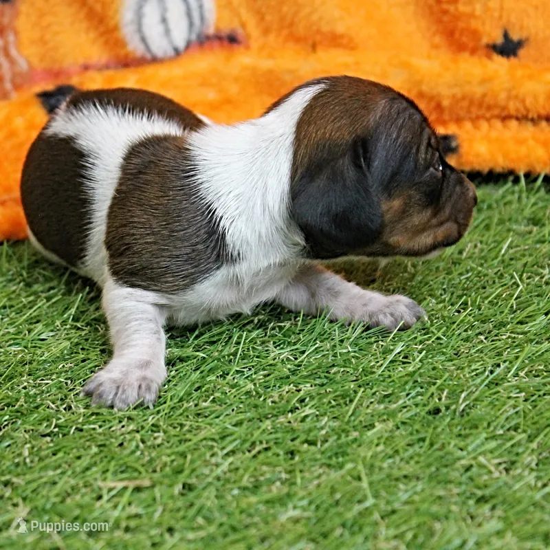 AKC Freckles Red & White Piebald Female Puppy 3 – Miniature Dachshund puppy for sale in Mount Olive, NC