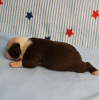 AKC Zoe's Chocolate & White Male Puppy 3, a male Boston Terrier for sale in Mount Olive, NC – 10 of 10
