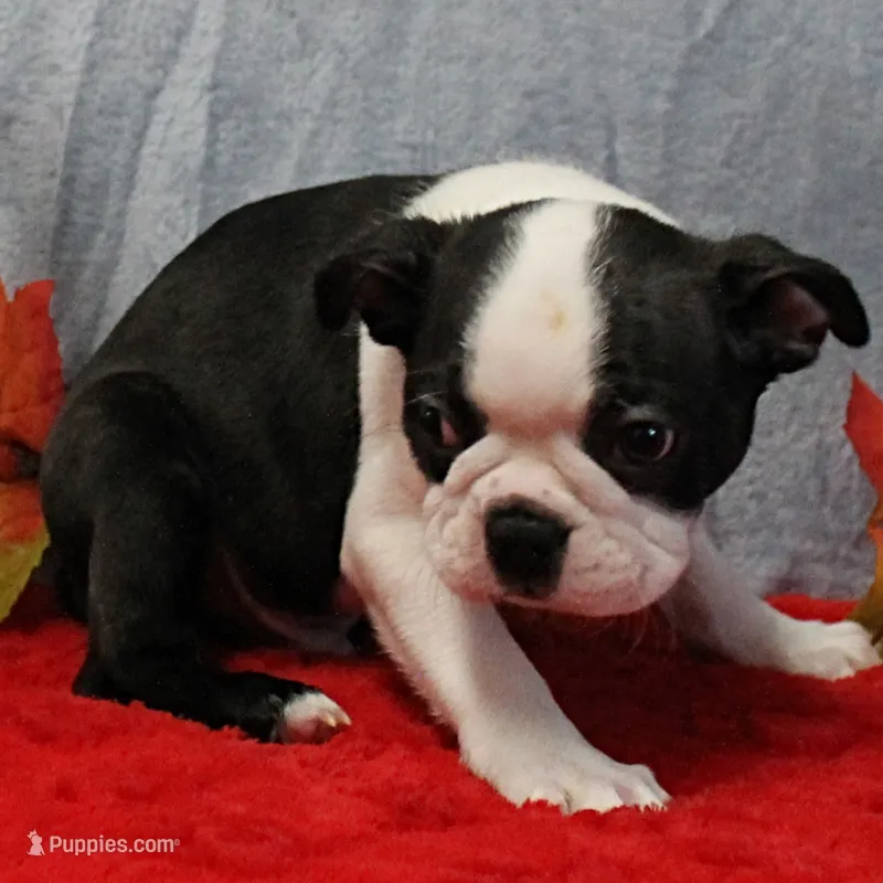 AKC Lula's Black & White Male Puppy 1 – Boston Terrier puppy for sale in Mount Olive, NC