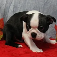AKC Lula's Black & White Male Puppy 1, a male Boston Terrier for sale in Mount Olive, NC – 1 of 7