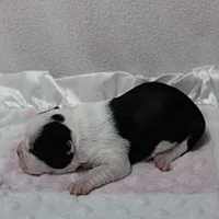 AKC Polly's Black & White Female Puppy 1, a female Boston Terrier for sale in Mount Olive, NC – 9 of 10