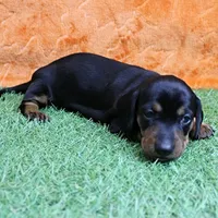 AKC Maggie's Black & Tan Female Puppy 1, a female Miniature Dachshund for sale in Mount Olive, NC – 7 of 10