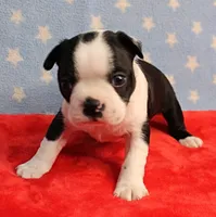 Myrtle's Black & White Male Puppy 1, a male Boston Terrier for sale in Mount Olive, NC – 3 of 10