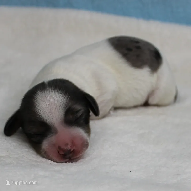 AKC Harleys Silver on White Piebald Male Puppy 3 – Miniature Dachshund puppy for sale in Mount Olive, NC