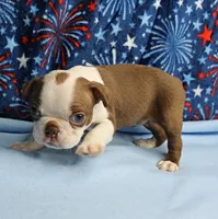 Zoey's Seal & White Male Puppy 4, a male Boston Terrier for sale in Mount Olive, NC – 9 of 9
