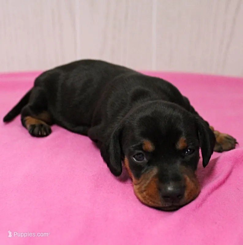 AKC Maggie's Black & Tan Female Puppy 1 – Miniature Dachshund puppy on hold in Mount Olive, NC