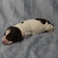 AKC Mae Mae's Black & White Piebald Male Puppy , a male Miniature Dachshund for sale in Mount Olive, NC – 7 of 10