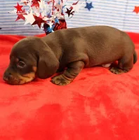 AKC Heidi's Chocolate & Tan Male Puppy 3, a male Miniature Dachshund for sale in Mount Olive, NC – 9 of 9