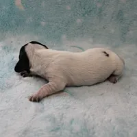 AKC Freckles Black & Tan Piebald on White Female Puppy 2, a female Miniature Dachshund for sale in Mount Olive, NC – 3 of 10