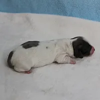 AKC Harleys Silver on White Piebald Male Puppy 3, a male Miniature Dachshund for sale in Mount Olive, NC – 9 of 10