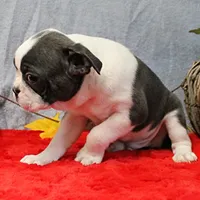 AKC Bubble's Blue & White Male Puppy 3, a male Boston Terrier for sale in Mount Olive, NC – 10 of 10