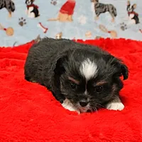 Hela's Black & White Long Coat Male 1, a male Chihuahua for sale in Mount Olive, NC – Photo 3 of 10