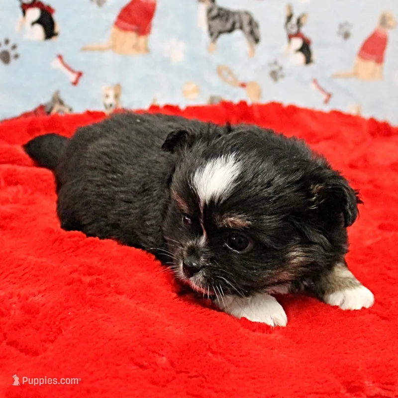 Hela's Black & White Long Coat Male 1