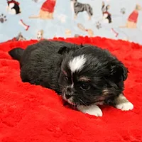 Hela's Black & White Long Coat Male 1, a male Chihuahua for sale in Mount Olive, NC – Photo 1 of 10